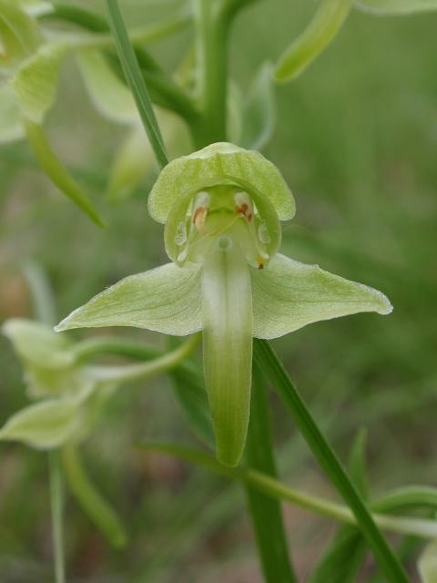 Escursione orchidofila nelle Langhe  (15 maggio)